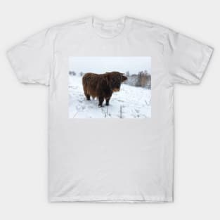 Scottish Highland Cattle Calf 1586 T-Shirt